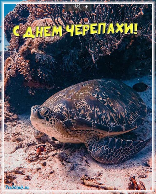 С днем черепахи открытка