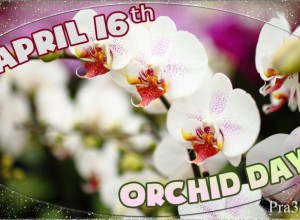 Creating National Orchid Day